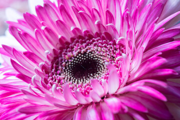 The author took a photo shoot at garden. The set of photos were taken on the morning of August 12, 2021. Content: the beauty of flowers.