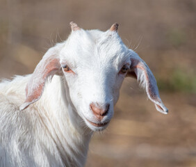Portrait of a goat on the farm.