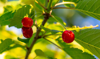 Red ripe sweet cherry on a tree branch.