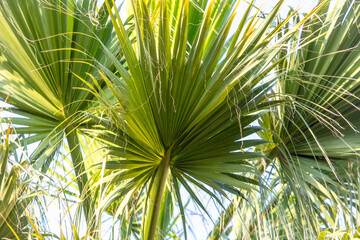 Obraz na płótnie Canvas Green leaves and branches of a palm tree.