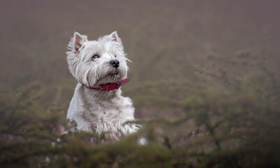 Cute West Highland Terrier among deciduous bushes in a city. Adorable pet posing and waiting for a treat. Selective focus on the snout of the animal, blurred background.