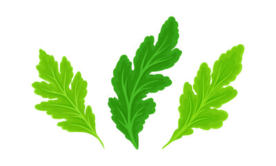 Green leaves set. Herb, garden and wild foliage decoration element cartoon vector illustration