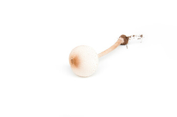Psilocybe cubensis mushroom isolated on white background.