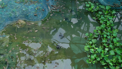green moss on the ground ,Upcountry villager with frog in cage raising hands in farm. Farm life in nature. Farming and economy planting. A closeup shot of a small brown frog raised in the cage
