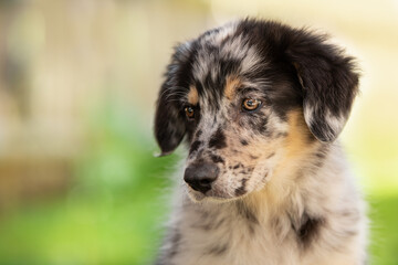 Old german herding puppy in a meadow