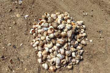 Fototapeta na wymiar Empty shells of Viviparus contectus on the sand river
