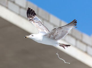 Seagull bird in flight in the sky.