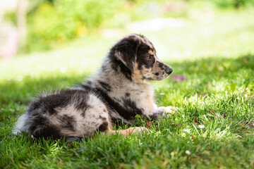 Puppy lying in a summer meadow