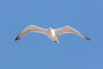 Fototapeta na wymiar Seagull bird in flight against the sky.