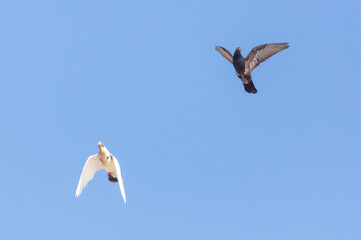 Two doves in flight against a sky.