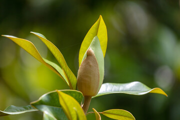 Beautiful magnolia flower in nature.