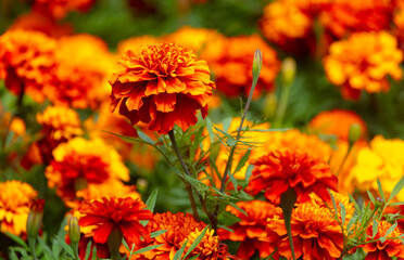Beautiful orange flower in nature.