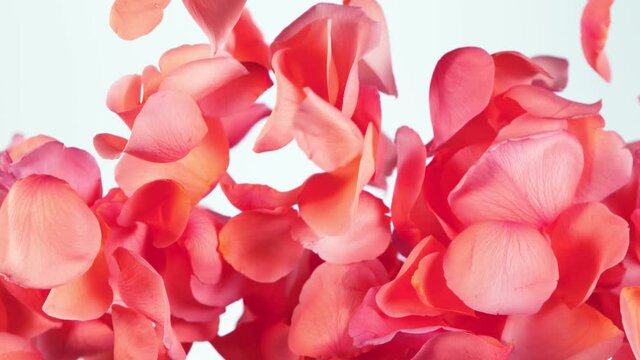 Super slow motion of flying rose petals on clear white background. Filmed on high speed cinema camera, 1000 fps.