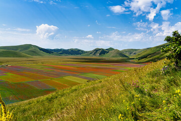 Lentil flowering with poppies and cornflowers in Castelluccio di Norcia, Italy
