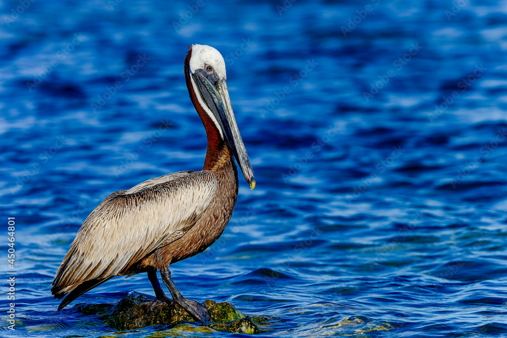 Wall mural brown pelican