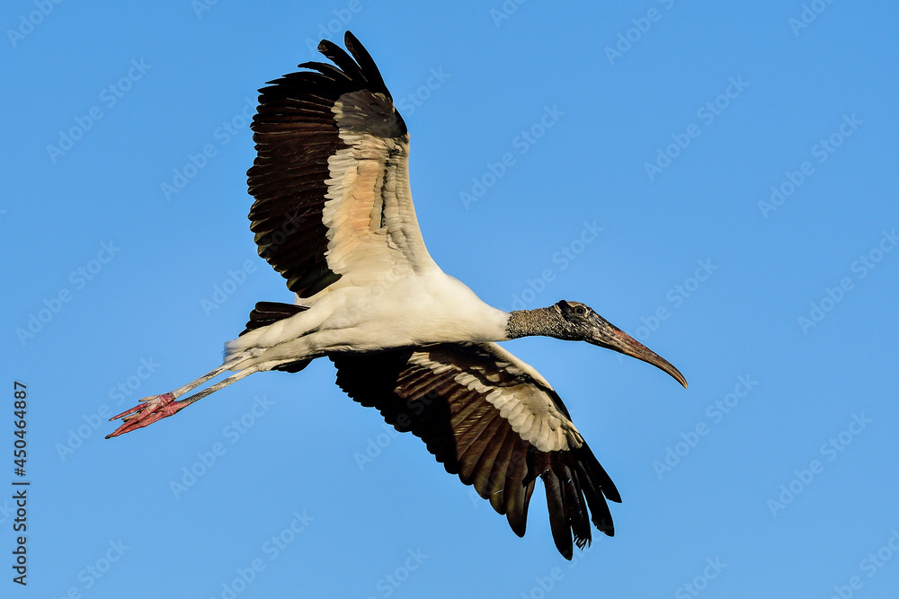 Wall mural wood stork
