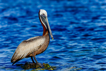 Brown pelican