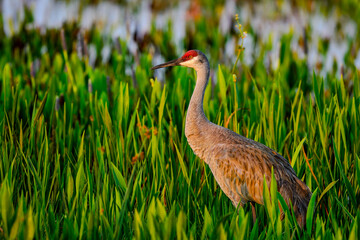 Sandhill crane
