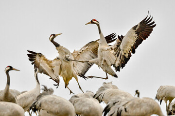 These Cranes really have some power behind these jumping kicks.