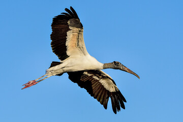 Wood Stork