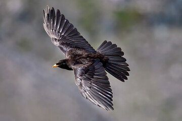 Alpine chough