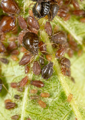 Fototapeta na wymiar Close-up of aphids on a green leaf.