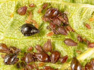 Close-up of aphids on a green leaf.