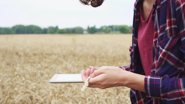 A farmer kneads a spike of wheat with his hand. An agronomist checking the quality of wheat with a tablet in a wheat field. The new generation of the farmer. Organic wheat.