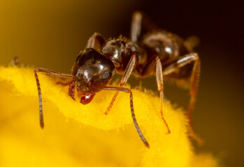 Close-up of an ant on a yellow flower in nature.