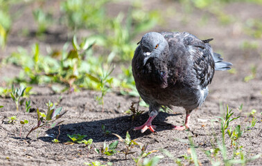 Portrait of a dove on the ground