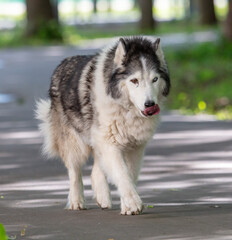 Portrait of a dog walking along the road
