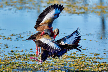 Black-bellied Whistling-ducks fighting. There are no holds barred.