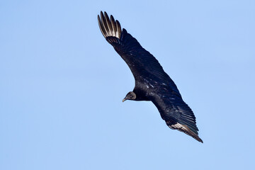Black vulture is soaring in the sky