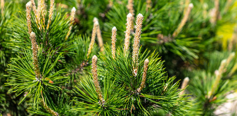 Coniferous tree branches in the  park.