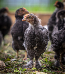 Portrait of a little chicken on the farm.