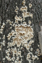 close-up of tree mushrooms on an old tree trunk. Mold on the bark of a tree