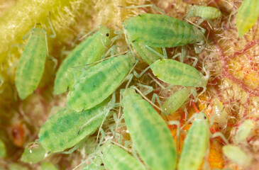 Close-up of aphids on a tree leaf.