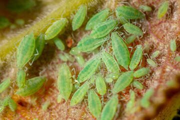 Close-up of aphids on a tree leaf.