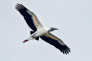 Wood stork flyover