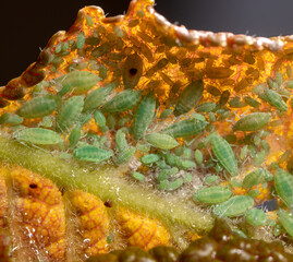 Obraz na płótnie Canvas Close-up of aphids on a tree leaf.