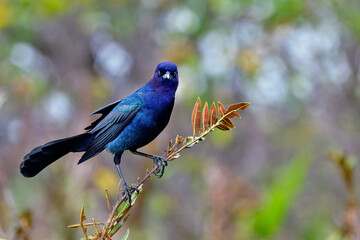 Boat-tailed Grackle