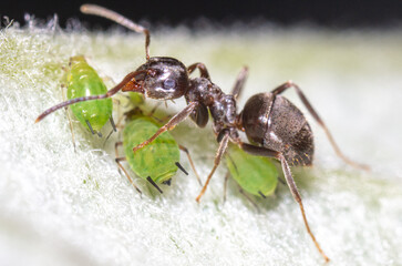 Close-up of an ant and aphid on a tree leaf.