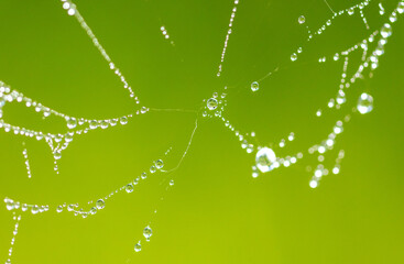 Close-up of dew drops on a spider web.