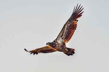 Young Bald eagle flyover at first light of the day
