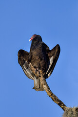 Turkey vulture have found perfect place to warm up in the morning when Sun is rising