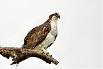 Osprey is looking to the lake and soon will head back to  hunt another fish.