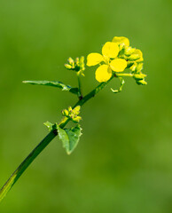 Small yellow flower in nature.