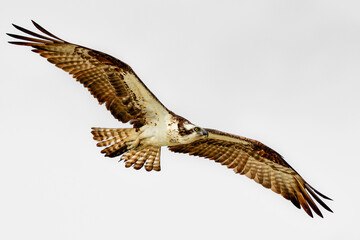 Osprey