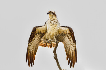 After taking a bath, Osprey is drying out its feathers.