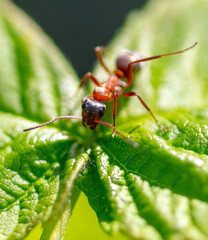 Close-up of an ant on a tree leaf.